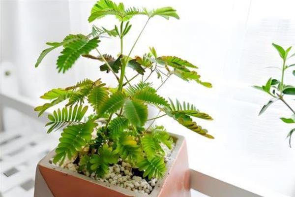 含羞草果实的形状特征，长度在1-2厘米之间