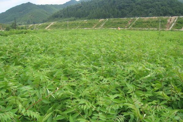 关黄柏要种多久才能收获，种植树苗或幼树只需5-8年