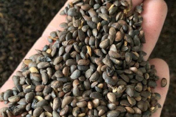 关黄柏要种多久才能收获，种植树苗或幼树只需5-8年
