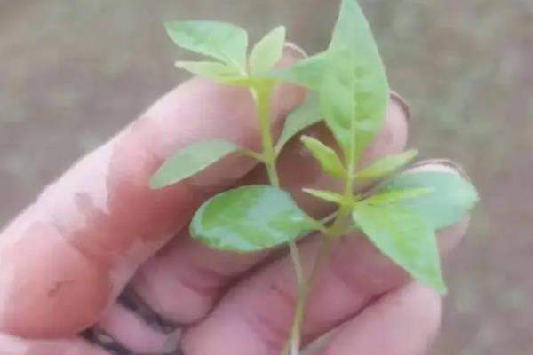 关黄柏要种多久才能收获，种植树苗或幼树只需5-8年