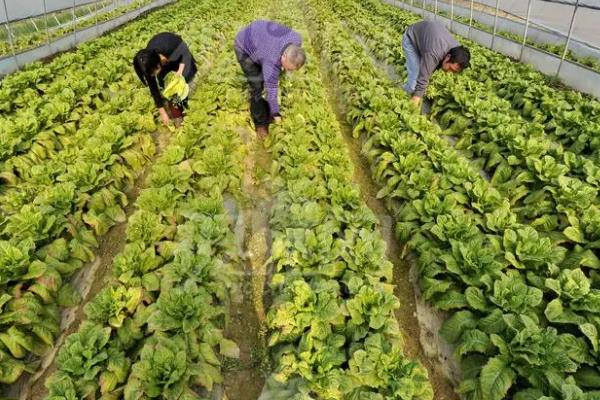 哪些家庭种植项目好，这五个可以了解一下