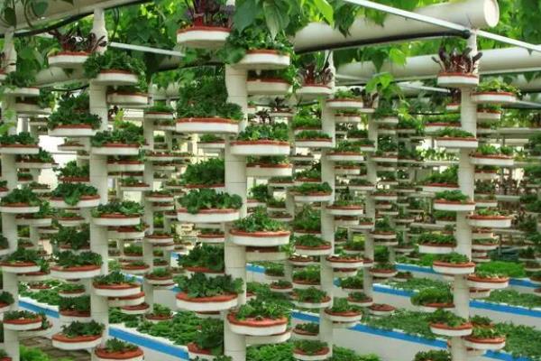 哪些家庭种植项目好，这五个可以了解一下