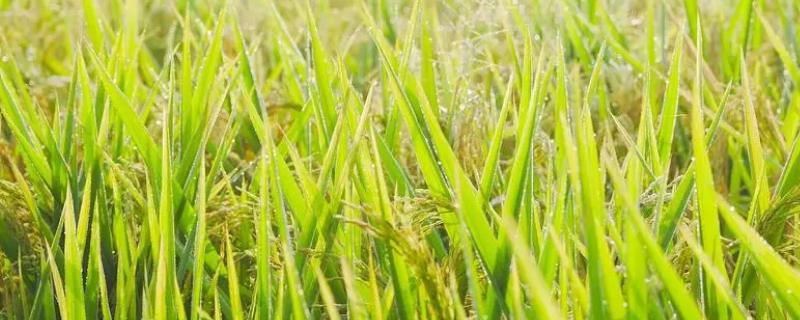 南方地区适合种植哪些经济作物，适合种水稻、玉米、莲藕等
