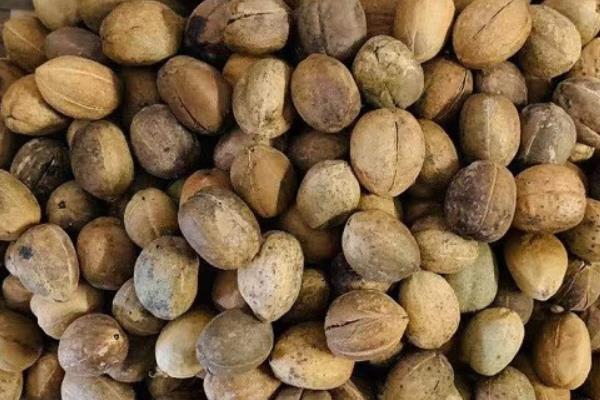 巴豆是什么树结的果实，是巴豆树的枯燥成熟果实