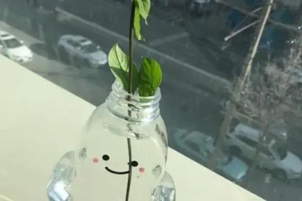 龙吐珠水插的技巧，在水里适量添加生根粉可刺激其生根