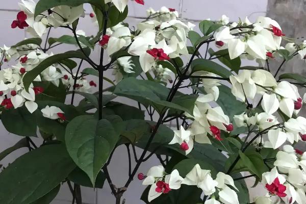 龙吐珠水插的技巧，在水里适量添加生根粉可刺激其生根