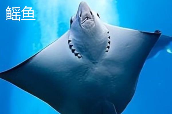 鳐鱼和魟鱼的区别，品种、体型和分布地区均不同