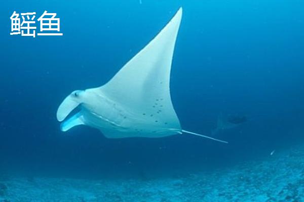 鳐鱼和魟鱼的区别，品种、体型和分布地区均不同