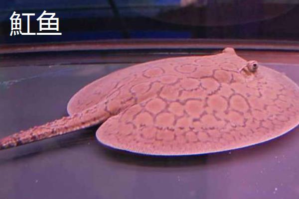 鳐鱼和魟鱼的区别，品种、体型和分布地区均不同