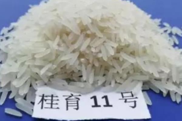长粒水稻常见的品种，有桂育11号、玉针香、锡贡6号等