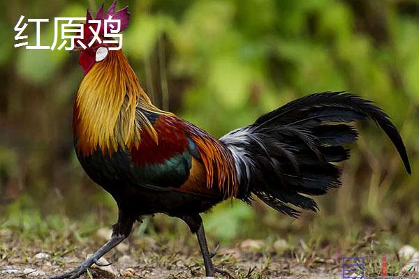 红原鸡和家鸡有哪些区别，颜色、习性和分布均不同