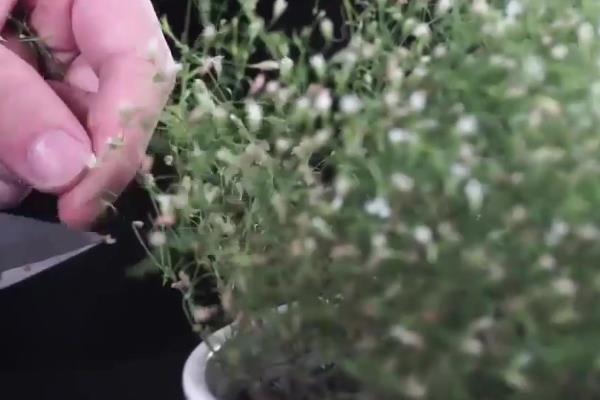 满天星的修剪方法，在侧枝生长繁茂的时候进行剪除