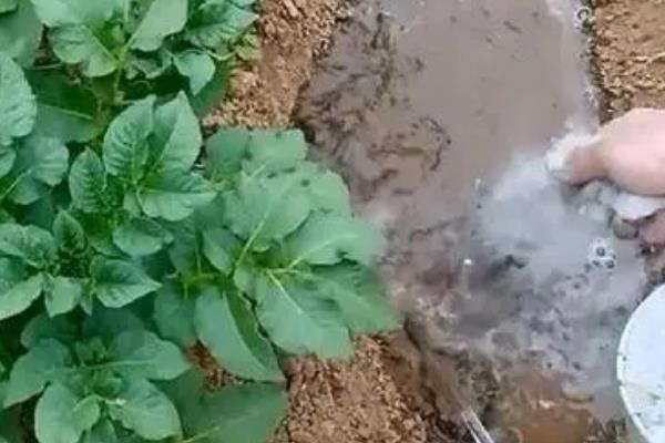 土豆出苗后如何管理，需要及时查苗间苗