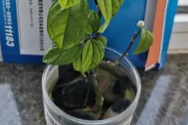 龙吐珠水插的技巧，在水里适量添加生根粉可刺激其生根