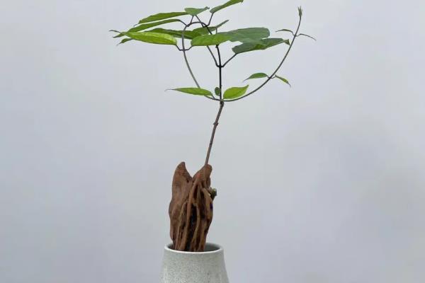 龙吐珠水插的技巧，在水里适量添加生根粉可刺激其生根