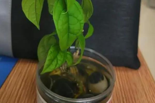 龙吐珠水插的技巧，在水里适量添加生根粉可刺激其生根