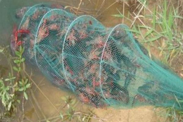 小龙虾适合白天还是晚上抓，属于夜行性动物、晚上更适合捕捉