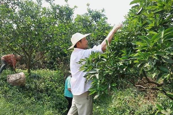 沙糖桔的常见病虫害怎么防治，需根据具体类型采取对应措施