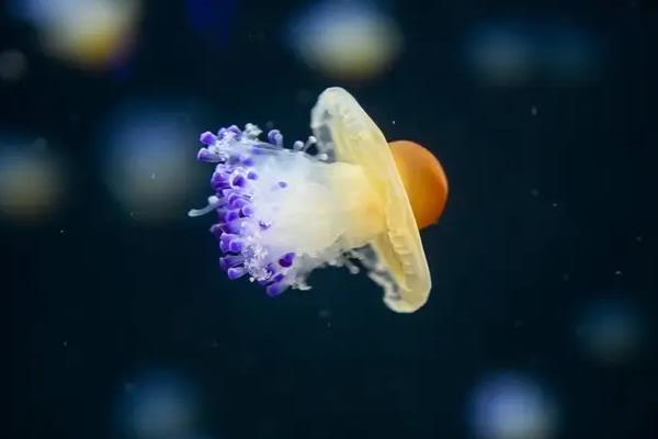 灯塔水母可以养殖吗,不建议养殖