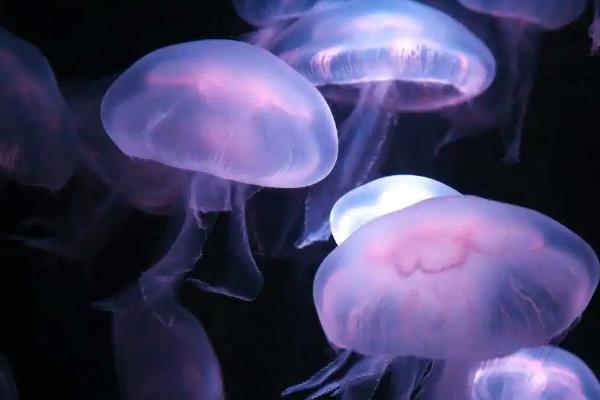灯塔水母可以养殖吗,不建议养殖