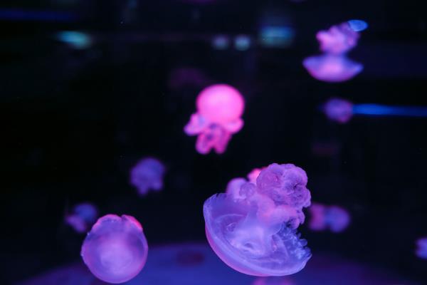 灯塔水母可以养殖吗,不建议养殖