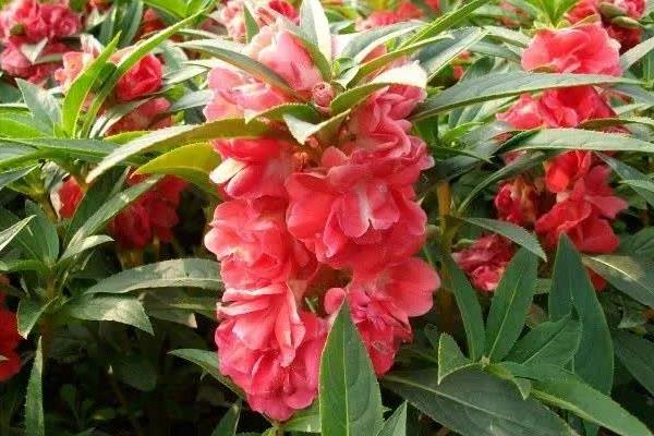 指甲花的形态特征，花朵的颜色通常为粉红色、紫色或白色