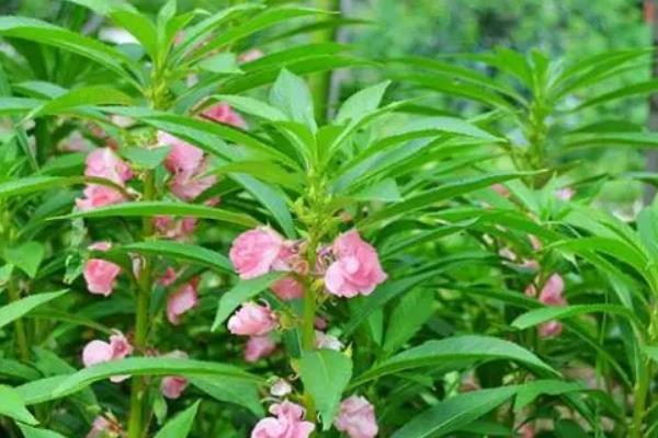 指甲花的形态特征，花朵的颜色通常为粉红色、紫色或白色