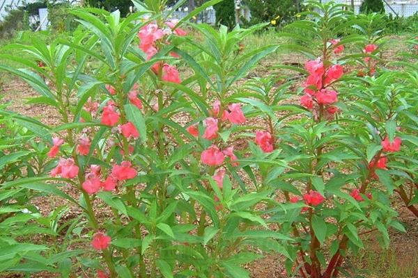 指甲花的形态特征，花朵的颜色通常为粉红色、紫色或白色