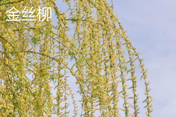 垂柳扦插要点，剪好的枝条要放在水中浸泡1-2天