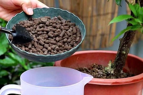美女樱的播种方法，点播一到两粒到土壤中即可
