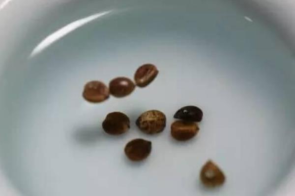 如何水选种子，用盐水选种是一种方法