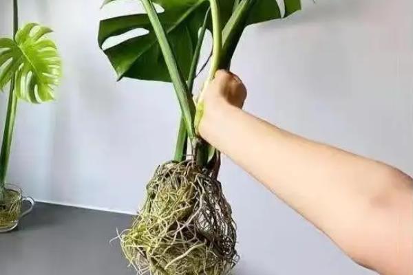 龟背竹怎么修剪，修剪应从基部位置着手