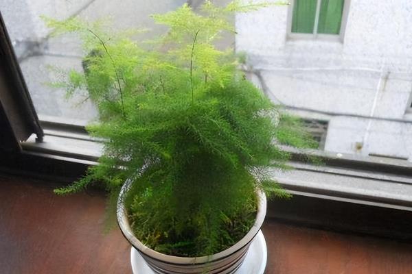 文竹发黄怎么挽救，需减少光照并及时修剪