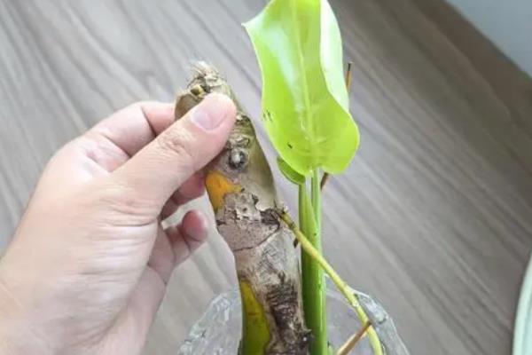 龟背竹怎么修剪，修剪应从基部位置着手