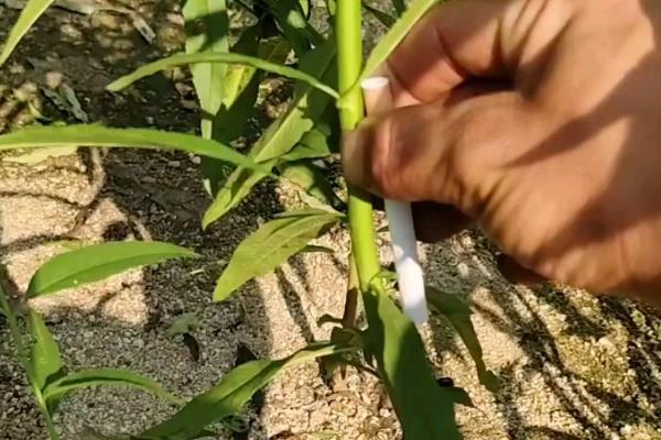 桃树的育苗方法，春季和秋季均可进行育苗