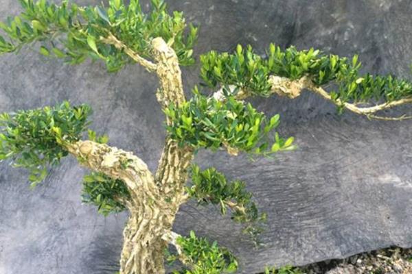 黄杨的品种，常见的有小叶黄杨、毛果黄杨等