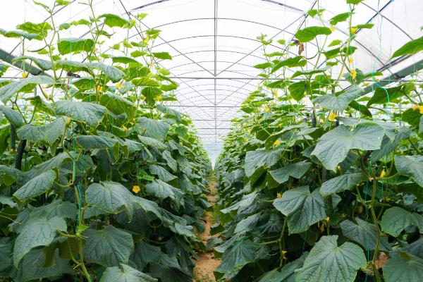 黄瓜味苦的原因及防治方法，可能是品种问题或施肥不当等