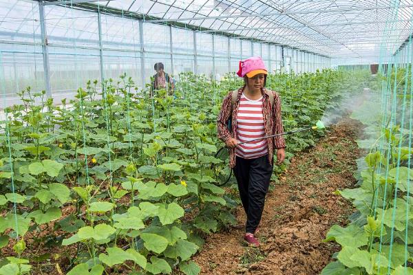 黄瓜味苦的原因及防治方法，可能是品种问题或施肥不当等