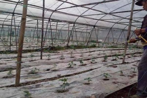 黄瓜味苦的原因及防治方法，可能是品种问题或施肥不当等