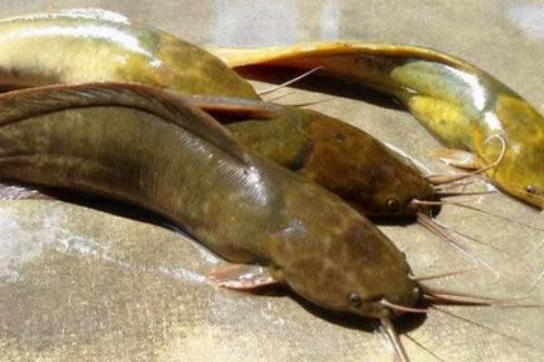 鲶鱼的品种，常见的有土鲶、革胡子鲶等