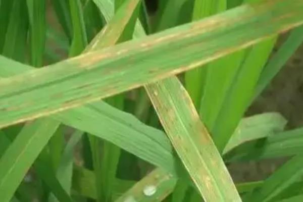 怎么配水稻3遍药，喷药时间不同药剂配方不同