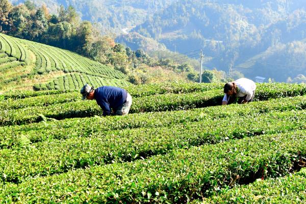 油茶的栽培技术，通常每亩栽植70-120株左右