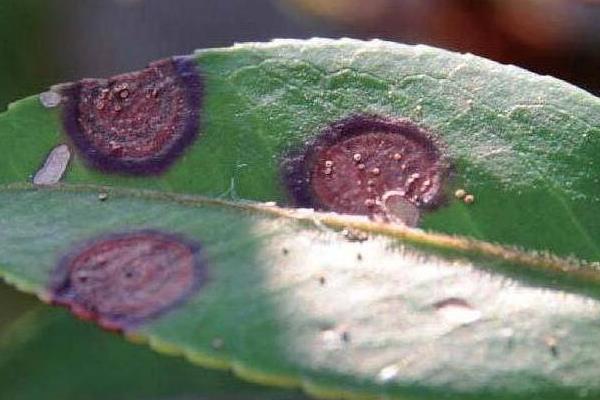 油茶的栽培技术，通常每亩栽植70-120株左右