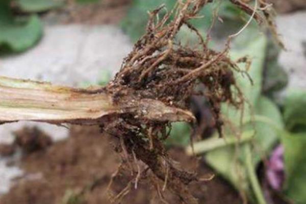 油茶的栽培技术，通常每亩栽植70-120株左右