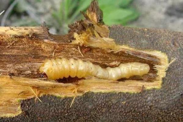油茶的栽培技术，通常每亩栽植70-120株左右