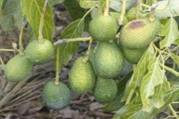 牛油果能在家里种吗，可以作为盆栽在家里种植