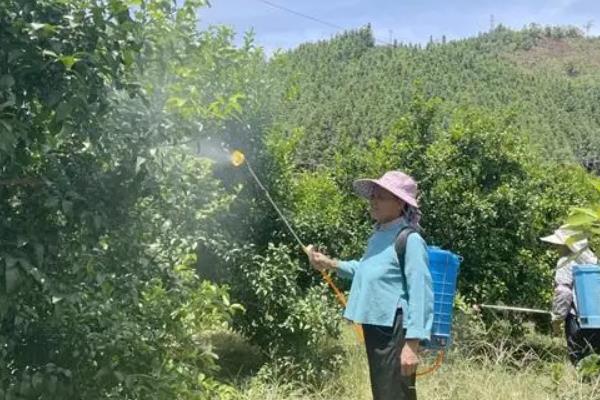牛油果能在家里种吗，可以作为盆栽在家里种植