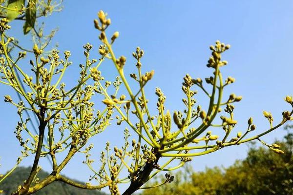牛油果能在家里种吗，可以作为盆栽在家里种植