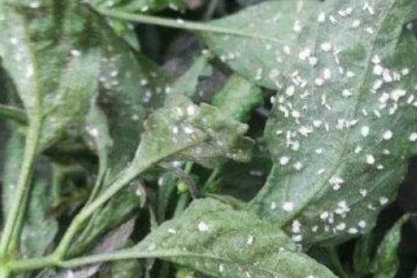 辣椒苗生虫子怎么防治，要先确定为哪种虫害