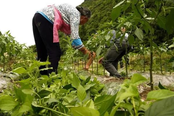 辣椒苗生虫子怎么防治，要先确定为哪种虫害